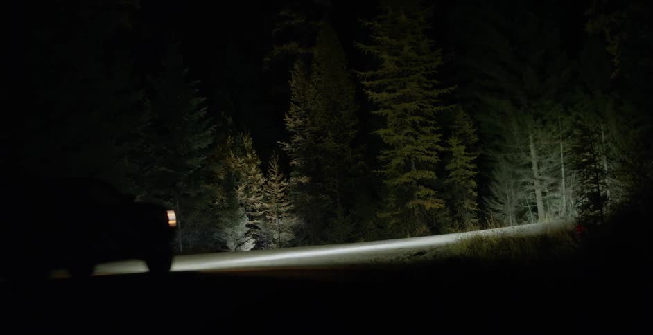 A car driving past a forest at night