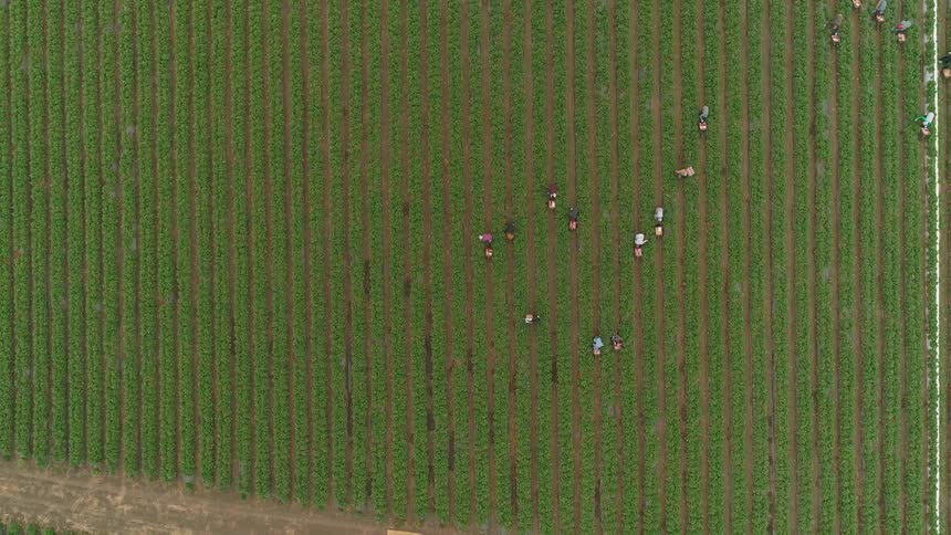 People walking through rows of crops
