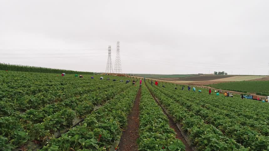 Laborers work on a farm