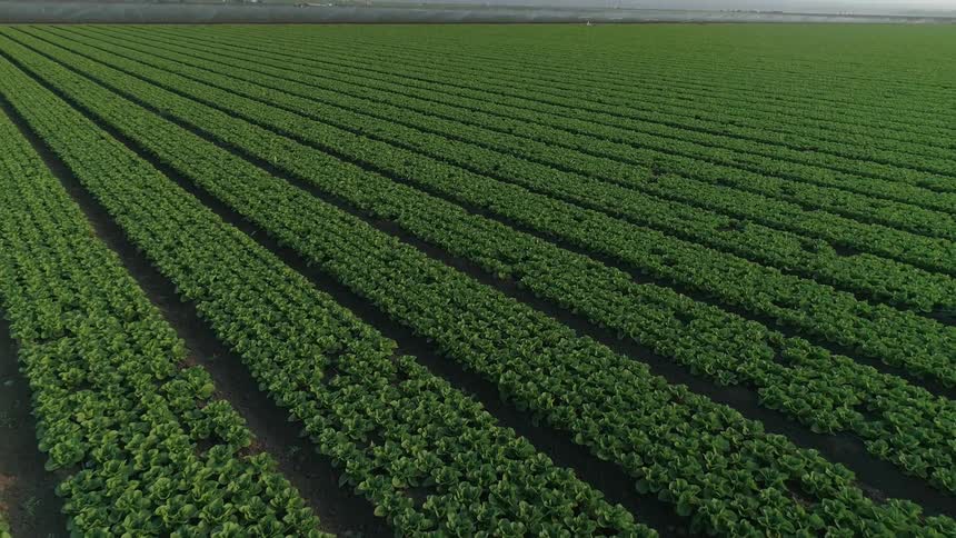 Rows of green crops on a farm field