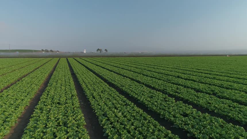 Crops grow in rows on a farm