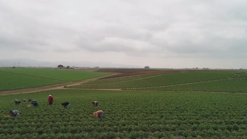 Farm workers harvest crops from a field