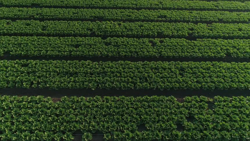 Lettuce crops cover the grounds on farmland