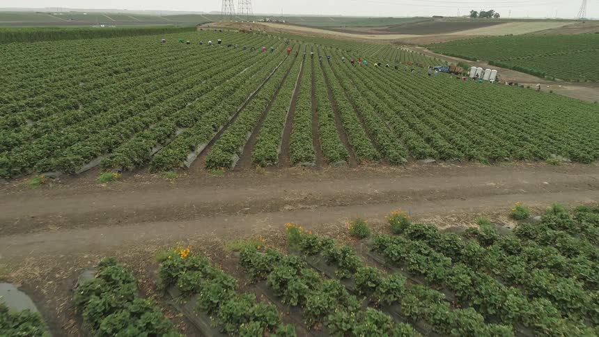 Laborers work on a farm