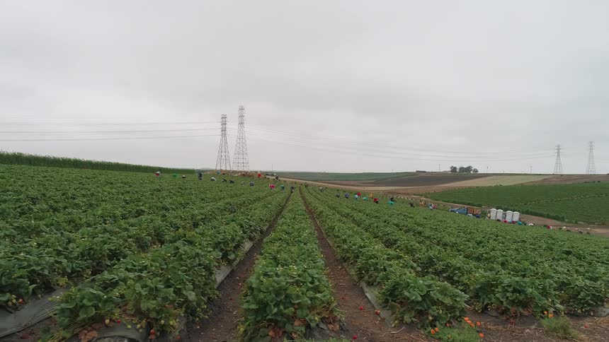 Laborers work on a farm