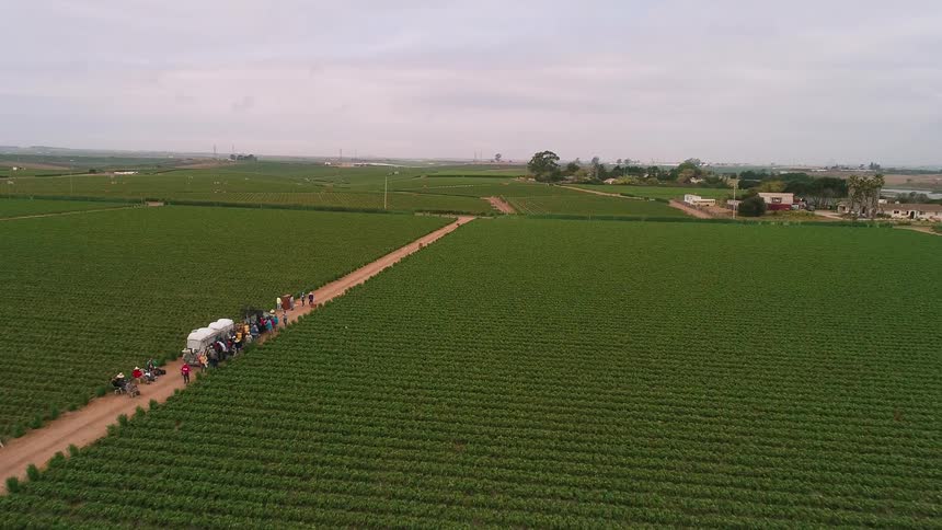 Laborers work on a farm