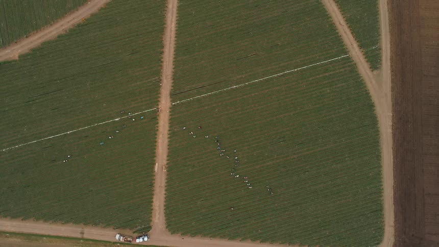 Laborers work on a farm