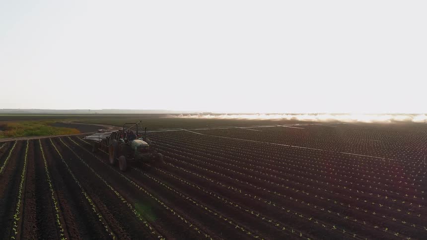 Workers lay out irrigation pipes in a row of crops