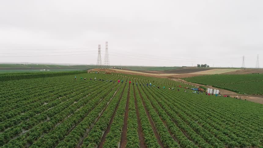 Laborers work on a farm