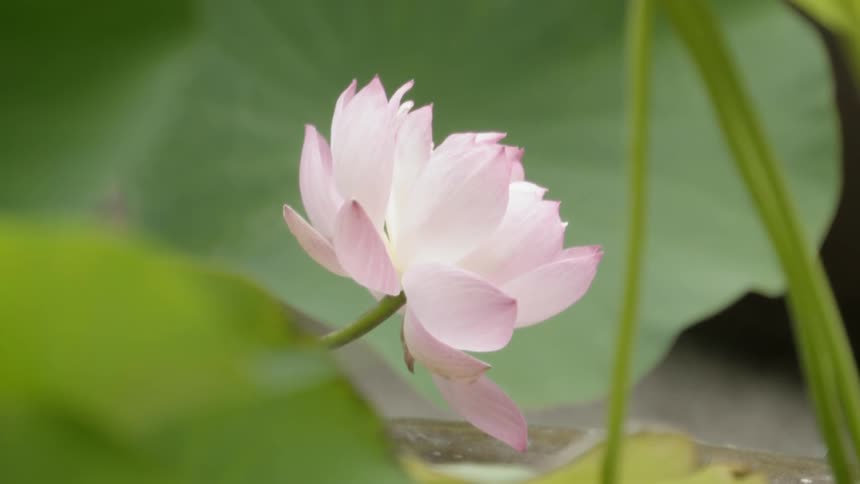 A flower grows in a garden