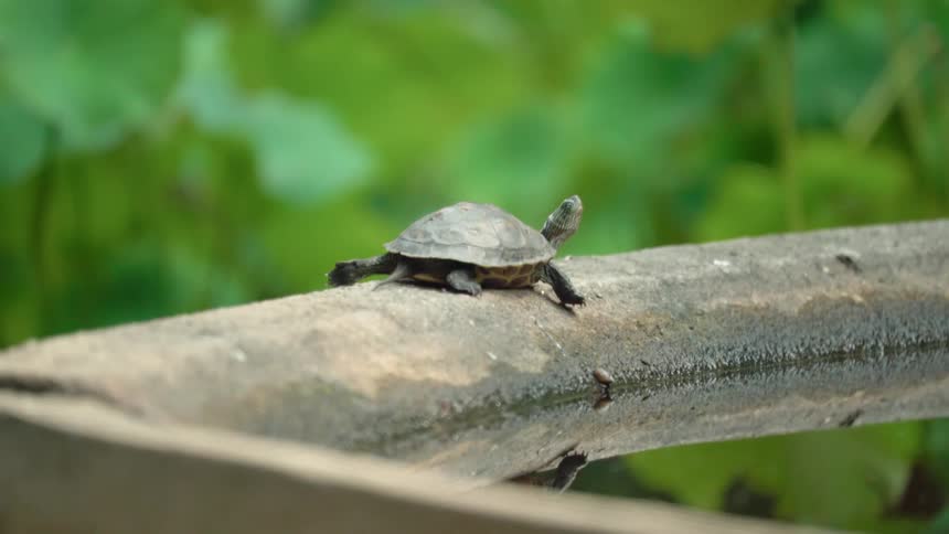 Small turtle resting on the side of a fountain