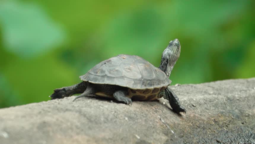 A small turtle is on the log