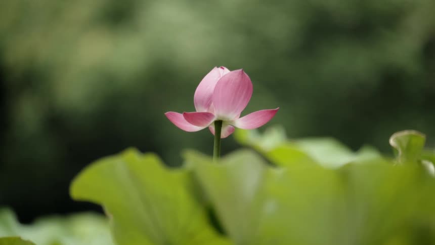 A flower grows in a garden