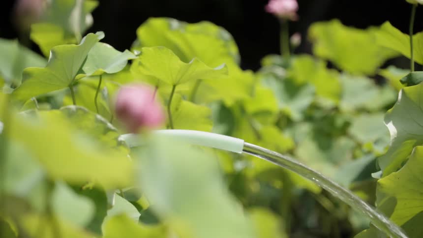 A person waters a garden with a hose