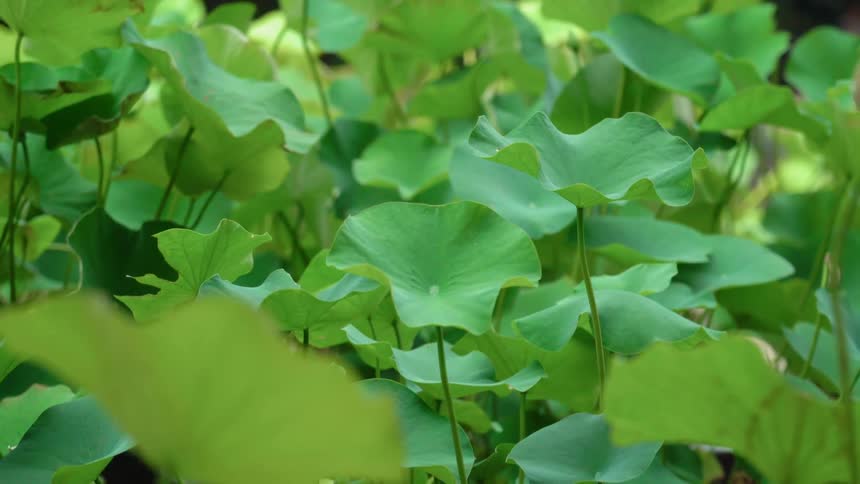 Plants grow in a garden