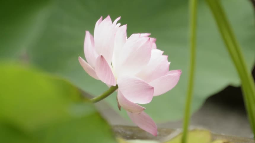 A blooming flower sways in the breeze