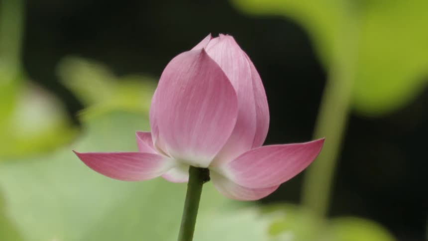 A flower bud sways lightly in the breeze