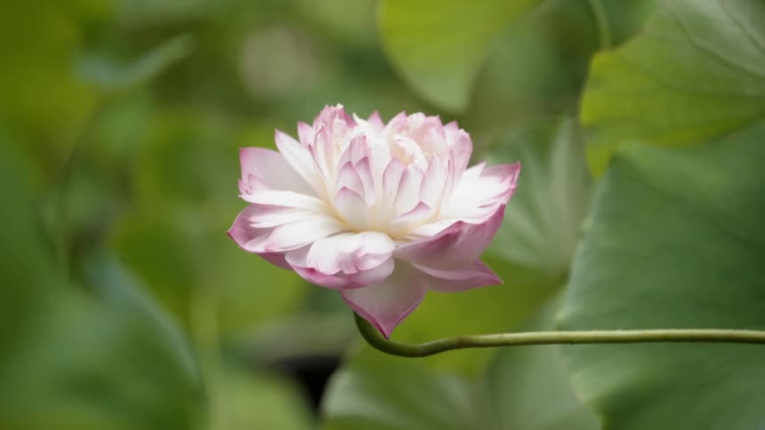 A flower grows in a garden