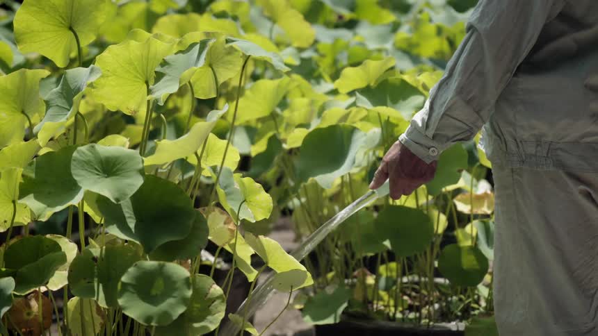 A gardener waters plants
