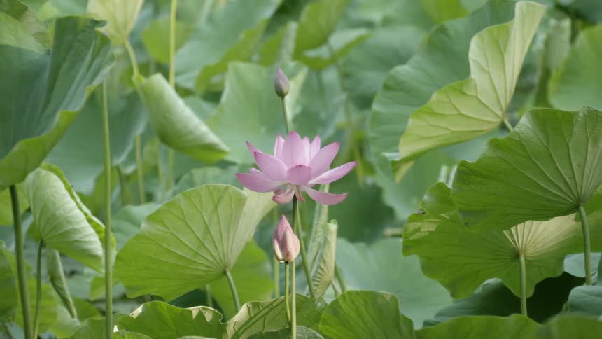 Lotus flowers sway in the breeze during the day