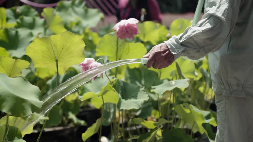 A gardener waters plants