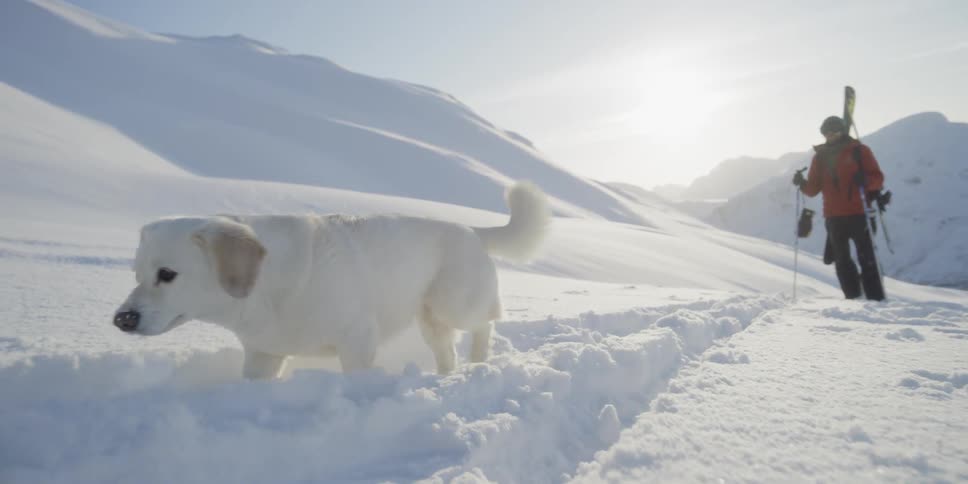 A dog is following along with two skiers as they hike up a hill on a winter's day