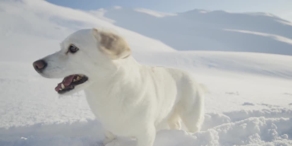 A white dog is playing in the snow