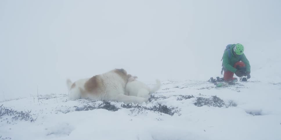 Two dogs play outside in the snow