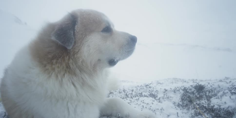 A dog stands in snowy mountains