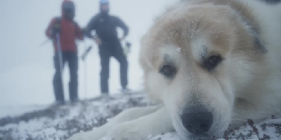 A dog is laying down in the snow as two people stand by