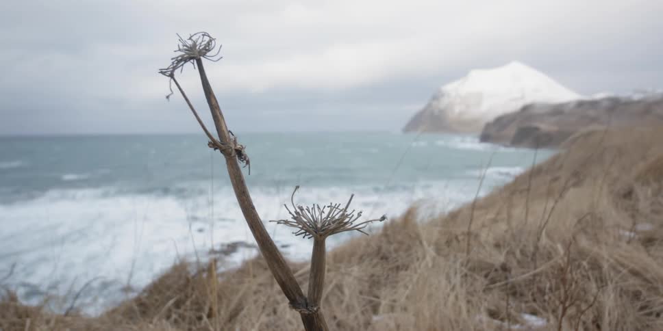 Wind blows through grass on an ocean coast
