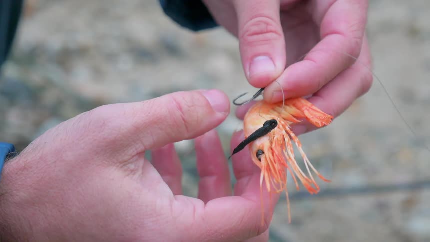 A fisherman threads bait onto a hook