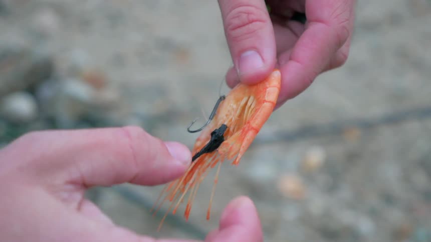 A man baits a hook with a shrimp