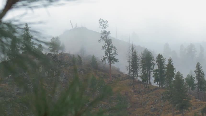 Wind blows branches and trees on a hill on a cloudy day