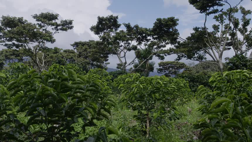 The tall trees of the Panamanian rainforest move with the wind