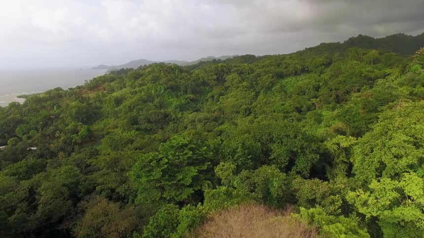 The dense rainforest ends abruptly at the ocean shore
