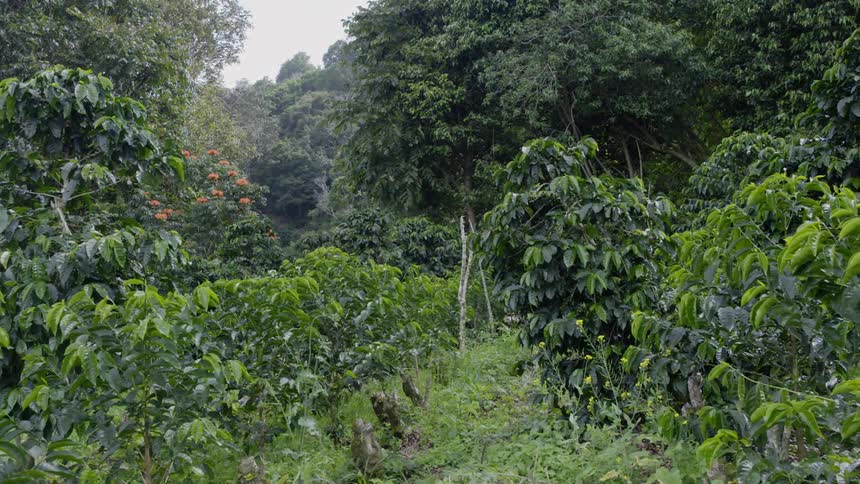 The trail ends in the rainforest ahead