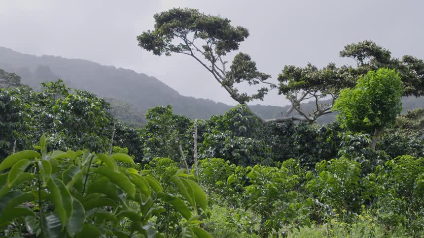 The wind is gently moving the branches on the trees in the rainforest