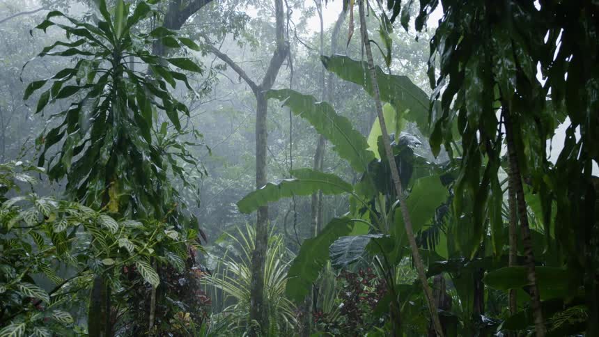 Rain is falling on palms and plants deep in the jungle during the day