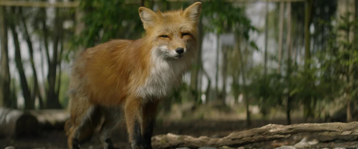 A fox stands outside in the forest and walks off
