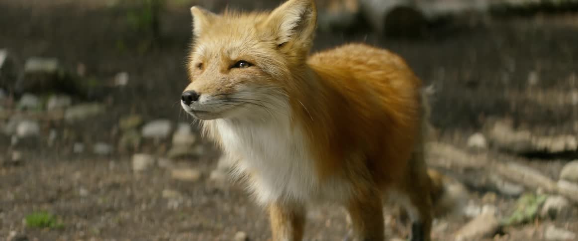 A small fox looks around in the sun
