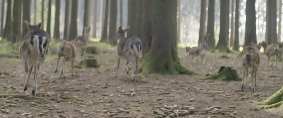 Deer are startled and run away in a forest
