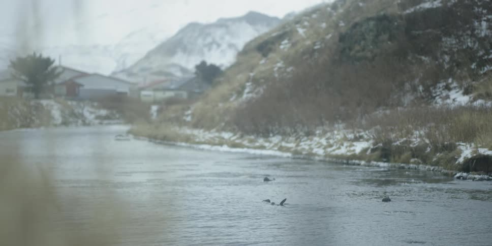 Otters in a wintry river