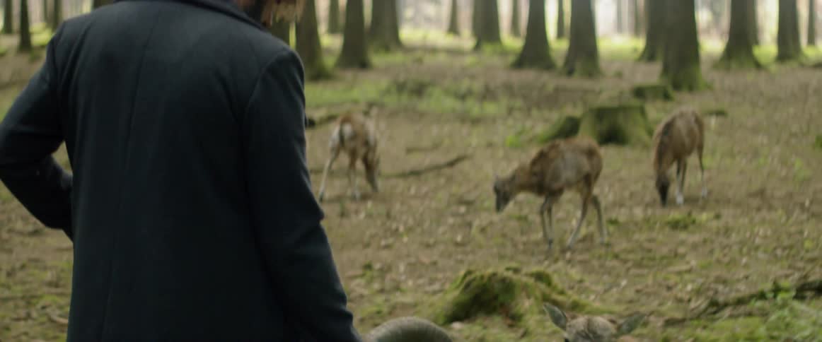 A man feeds sheep in the woods