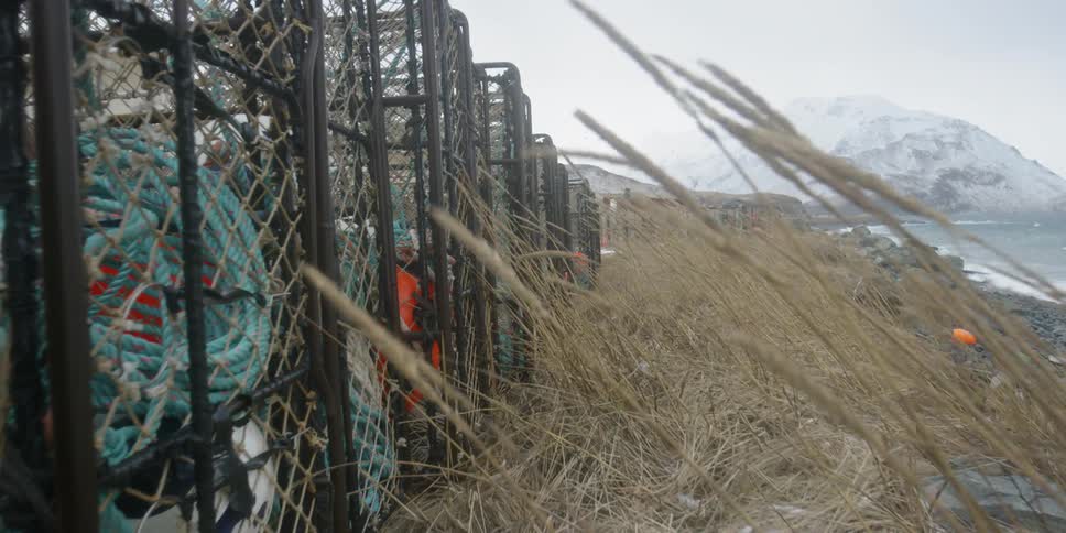 The wind blows grass towards crab pots