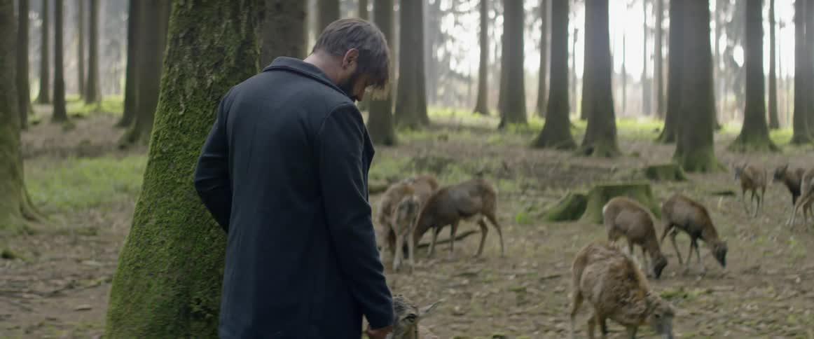 Man feeds a deer in a forest