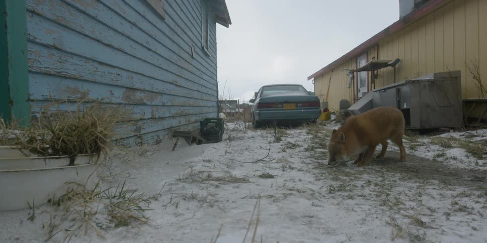 A fox sniffs the ground outside of houses