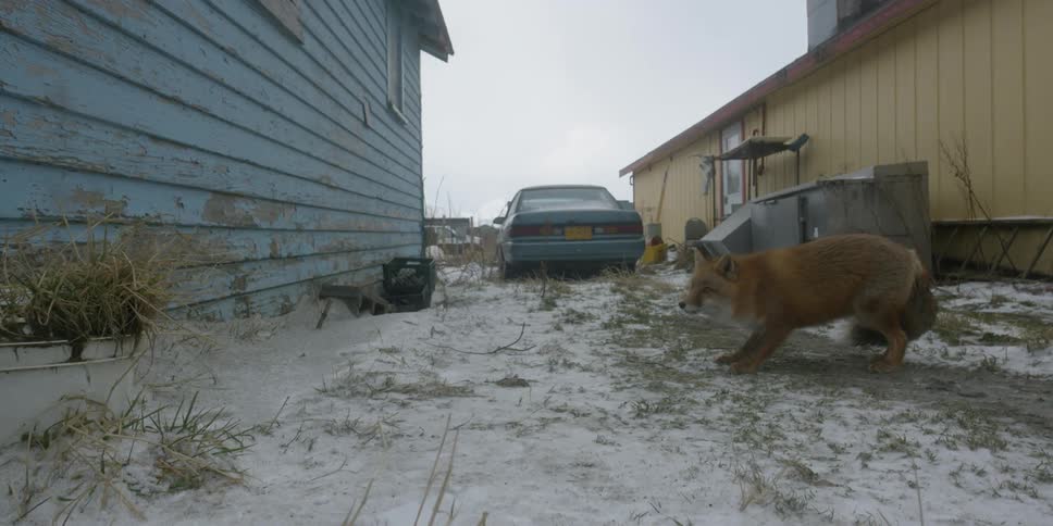 A fox eats something off the ground near a house then backs away