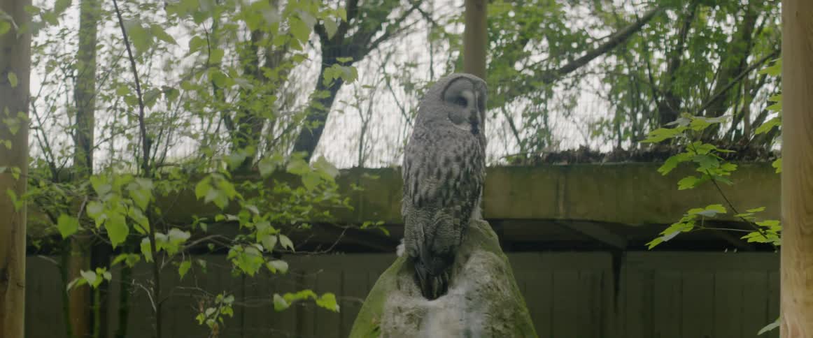 An owl sits perched on a rock