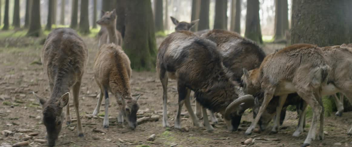 Animals graze in the woods